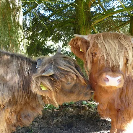 Auszeit -gipfhof- Apartamento Münstertal