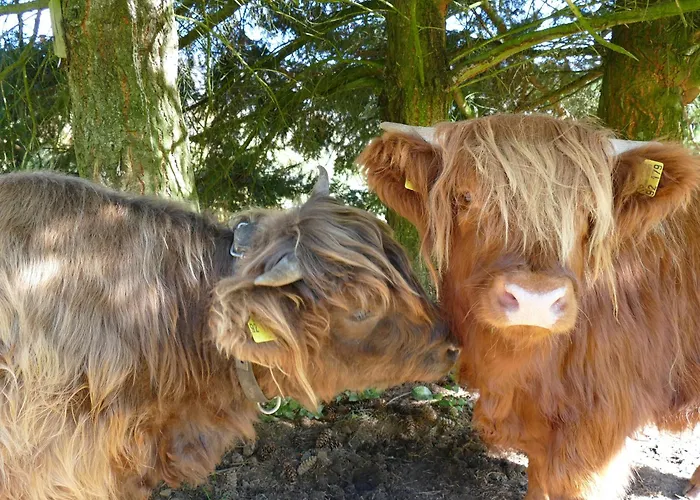 Auszeit -gipfhof- דירה Münstertal