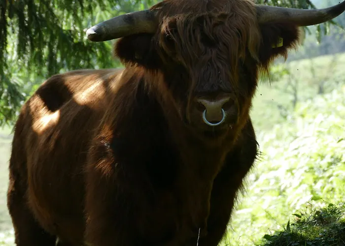 Auszeit -gipfhof- דירה